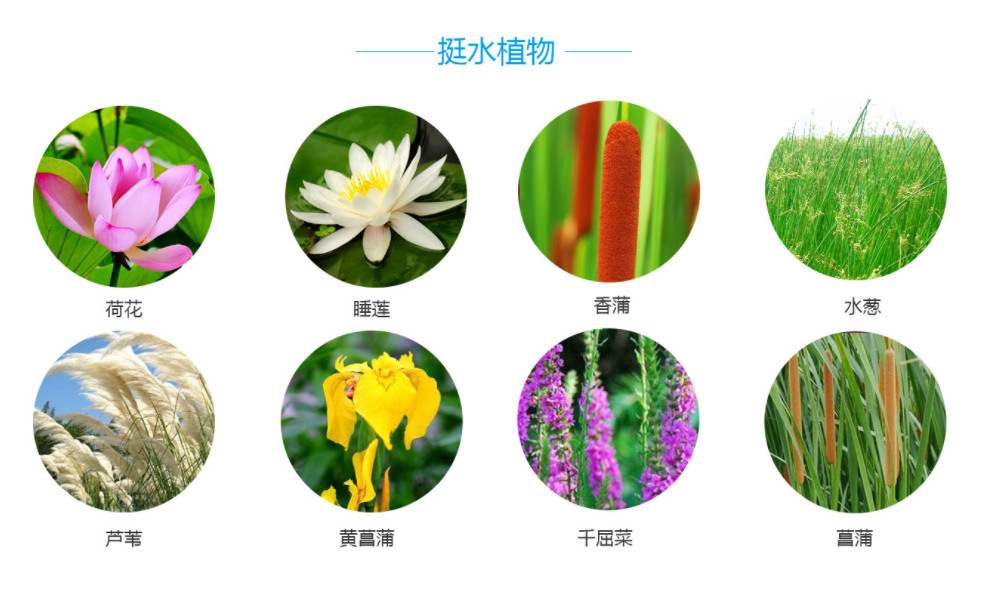 水生植物